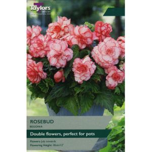 Taylors Begonia Rosebud