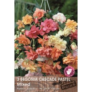 Prins Begonia Cascade Pastel Mixed