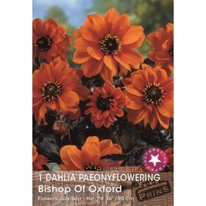 Prins Dahlia Bishop Of Oxford