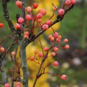 Sorbus alnifolia 'Red Bird' 12L