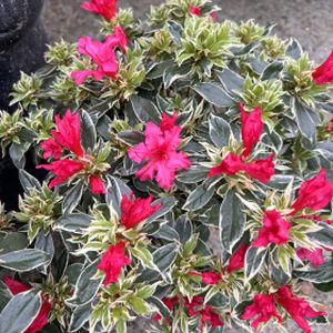 Rhododendron 'Bollywood' (syn 'Farrow') 3L