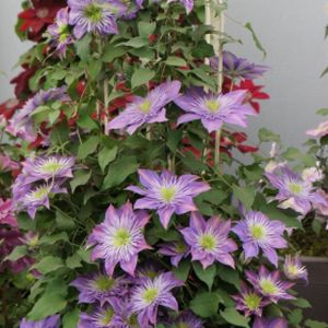 Clematis 'Crystal Fountain' (syn 'Fairy Blue') 10L