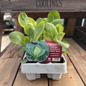 Cabbage 'Hispi' Multi-Pack