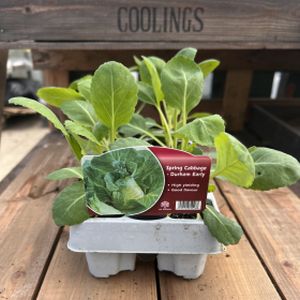 Cabbage 'Spring Durham Early' Multi-Pack