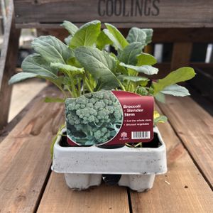 Broccoli-Calabrese 'Slender Stem' Mutli-Pack