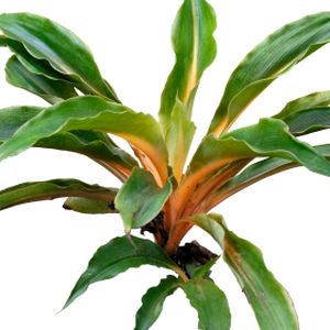 Chlorophytum comosum 'Green Orange' (12cm Pot)