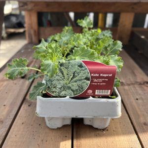 Kale 'Kapral' Multi-Pack