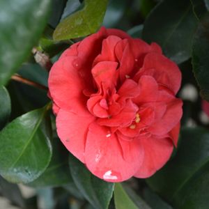 Camellia japonica 'Lady Campbell' 15L