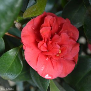 Camellia japonica 'Lady Campbell' 7.5L