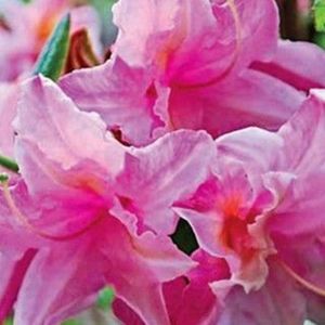 Azalea Rhododendron 'Double Parfait' 5L