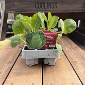 Cabbage 'Spring Compacta' Multi-Pack