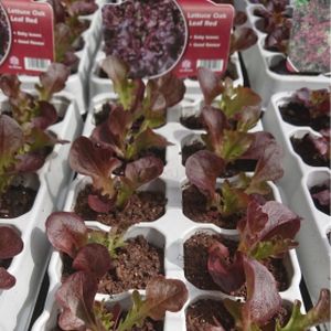 Lettuce 'Red Oakleaf' Multi-Pack