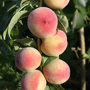 Peach Prunus 'Peregrine' (AGM) (SJA) Bush 7L