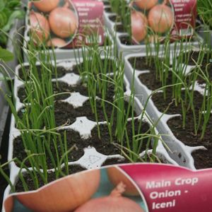 Onion White 'Iceni' Multi-Pack