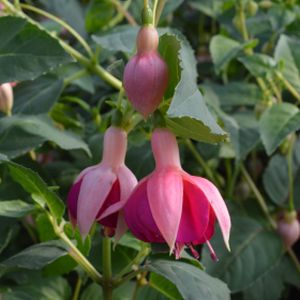 Fuchsia Hardy 'Garden News' (AGM) 1L