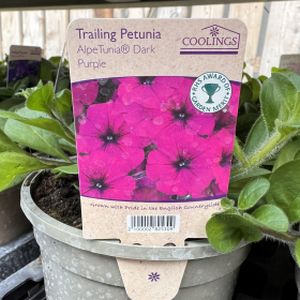 Petunia Trailing AlpeTunia 'Dark Purple' 1L