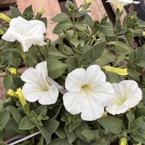 Petunia Trailing AlpeTunia 'White' 1L