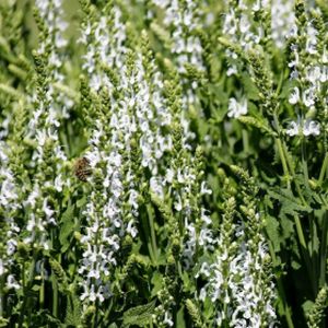 Salvia nemorosa 'Salute White' 3L