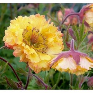 Geum 'Can Can' 2L