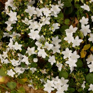 Campanula cochleariifolia 'Swinging Bells White' 1L