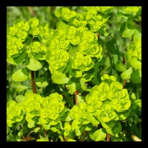 Euphorbia 'Copton Ash' 2L
