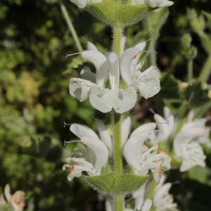 Salvia argentea 1L