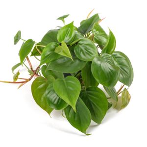 Philodendron scandens (AGM) (15cm Hanging)
