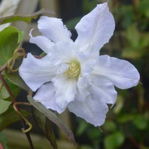 Clematis 'Chalcedony' 3L