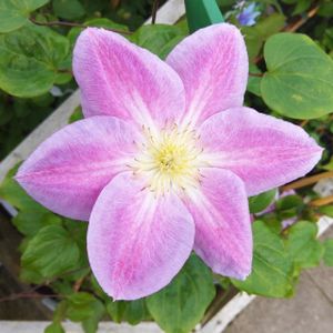 Clematis 'Change of Heart' 3L