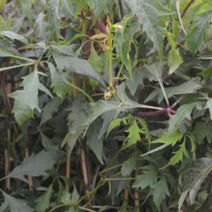 Parthenocissus quinquefolia 'Kirigami' 3L