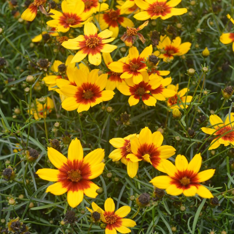 Coreopsis verticillata Sizzle & Spice 'Curry Up' 3L