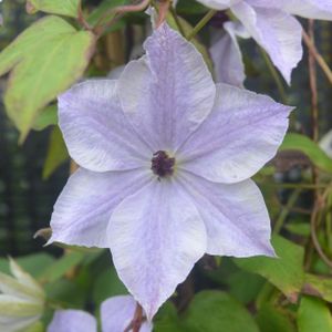Clematis 'Skyfall' 3L