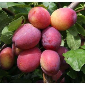 Plum Prunus 'Victoria' (AGM) 10L