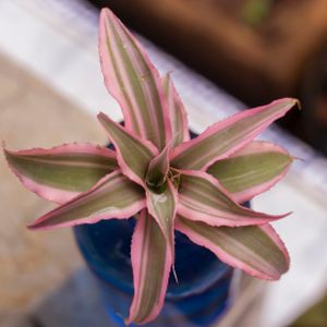 Cryptanthus bivittatus 'Pink Starlite' (AGM) (5.5cm Pot)