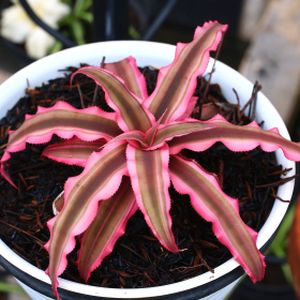 Cryptanthus bivittatus 'Red Star' (5.5cm Pot)
