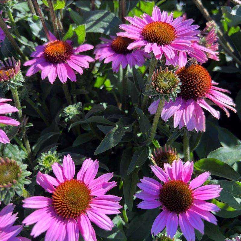 Echinacea 'Sunseekers Light Pink' 3L - Coolings Garden Centre