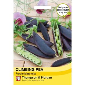 Thompson & Morgan Climbing Pea Purple Magnolia