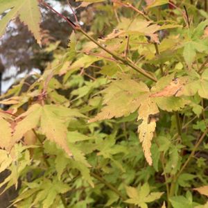 Acer palmatum 'Bi Ho' 15L