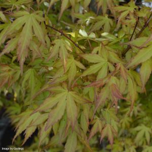 Acer palmatum 'Katsura' 1/2 Std 15L