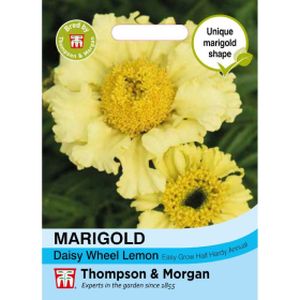 Thompson & Morgan Marigold Daisy Wheel Lemon Seeds