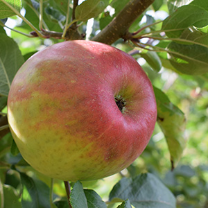 Apple Malus 'Honeycrisp' (MM106) Bush 12L