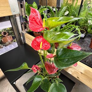 Anthurium andreanum 'Succes Red' (12cm Pot)
