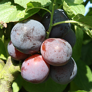 Plum Prunus 'Czar' (AGM) (SJA) 1/2 Std 12L