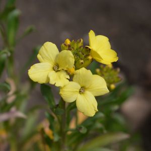 Wallflower Primrose 2L