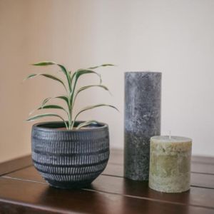 Dracaena sanderiana (syn 'Lucky Bamboo') (5cm Pot) Spiral
