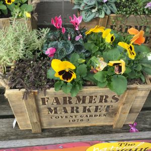 Planted Arrangement - Farmers Market (Medium)