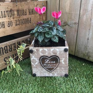 Planted Arrangement - Love Box (Small)