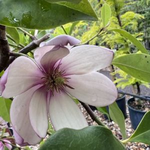 Magnolia 'Fairy Blush' 12L