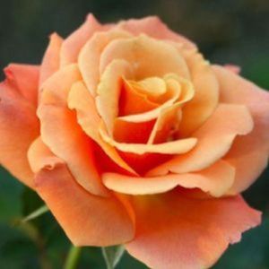 Rosa 'Beautiful Britain' (Floribunda) 5L