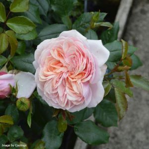 Rosa 'Joie de Vivre' (Floribunda) 5L